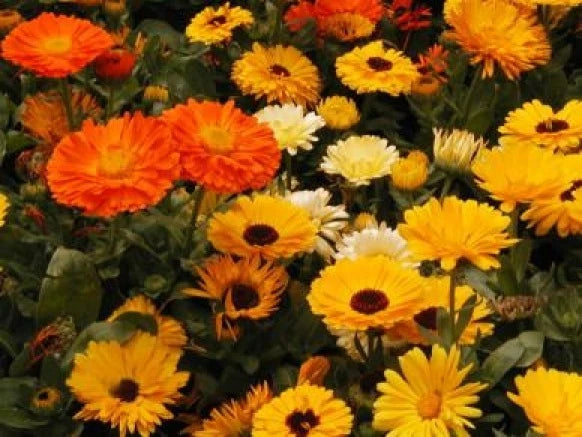 Calendula Seeds - 50 Fresh Pacific Beauty Mix Seeds - Bright Orange & Yellow Flowers - Calendula officinalis