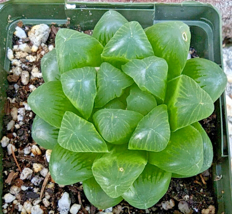 obtusa succulent Haworthia Cooperi Var Obtusa