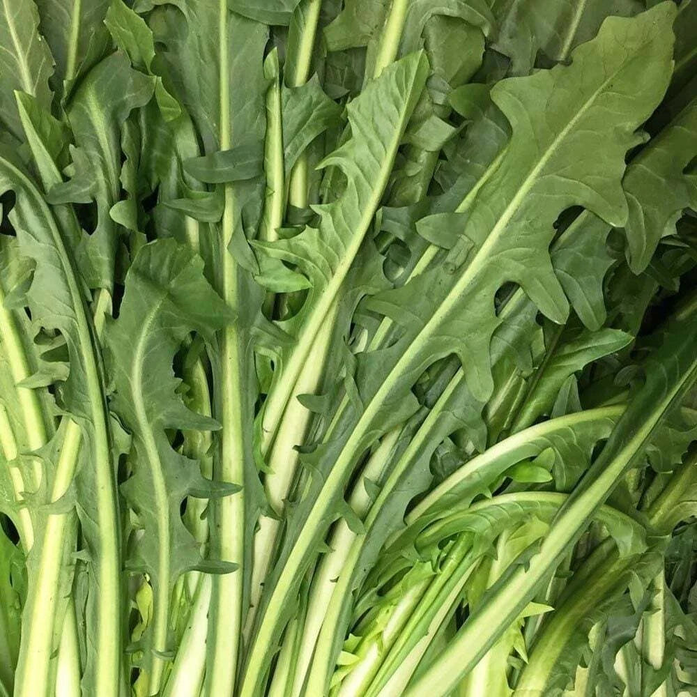 Catalogna Emerald Endive Seeds - 300+ NON-GMO Vegetable Garden Seeds - Cichorium endivia - Free Shipping USA