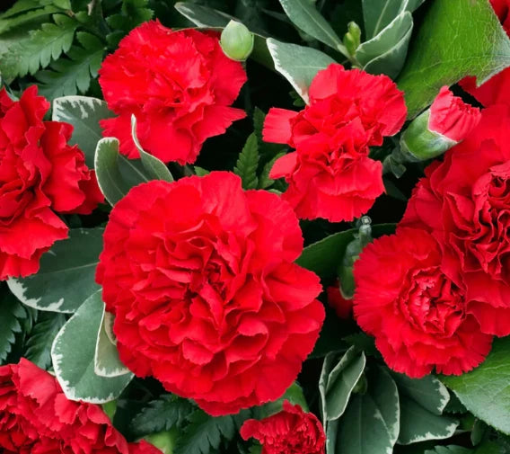 Carnation Seeds - 200 Non-GMO ETINCELLANT RED Pollinator-Friendly Fragrant Cut Flowers - Dianthus caryophyllus