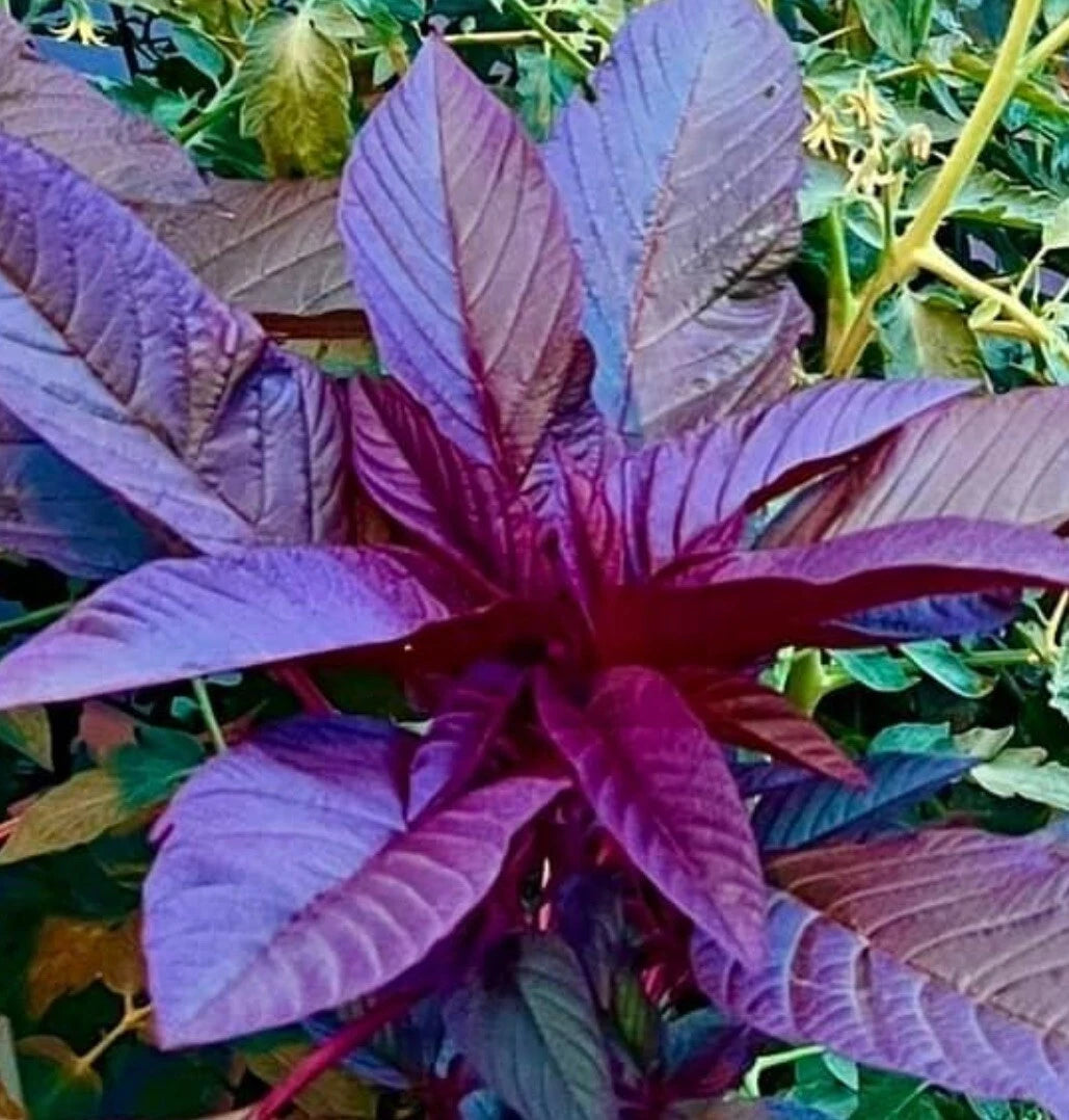500+ Seeds Garnet Amaranth Microgreens, Amaranthus Tricolor Vegetable Garden Seeds for Healthy Sprouts