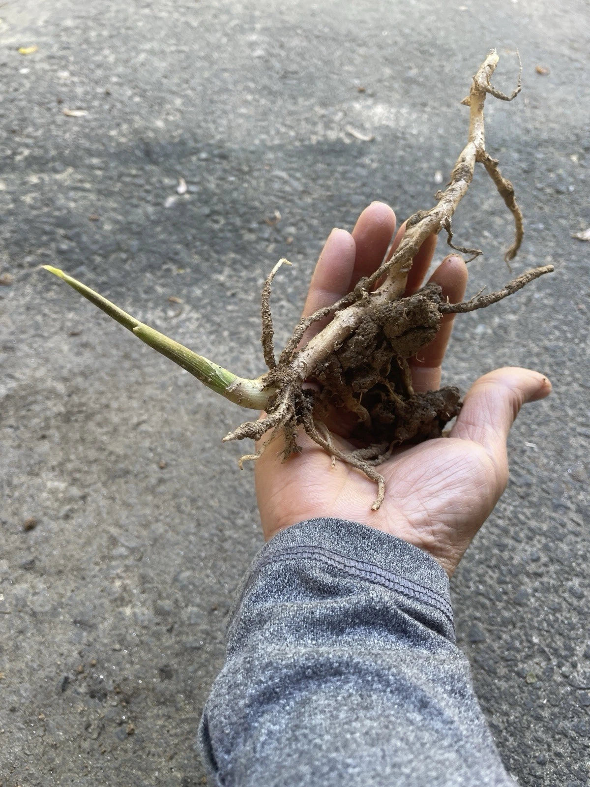 Japanese Myoga Ginger Plant with Root - ???? - Live Herb for Culinary Use - Zingiber mioga