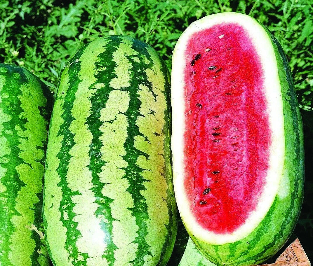 Jubilee Watermelon Seeds - Fresh Watermelon Seeds for Planting - Citrullus lanatus