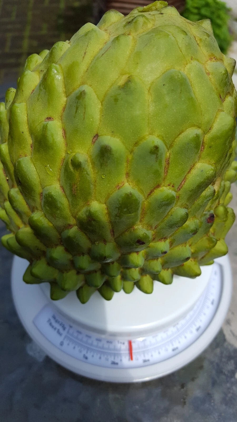 Cherimoya Cuttings 8 Inch Long Organic Australia Annona cherimola - 10 Pieces, Free Shipping