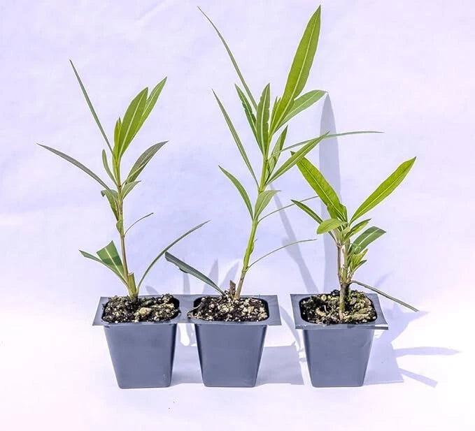Oleander Live Plants, 2.5" Nursery Cubes, Red Variety, Nerium oleander, Jannoch Oleander