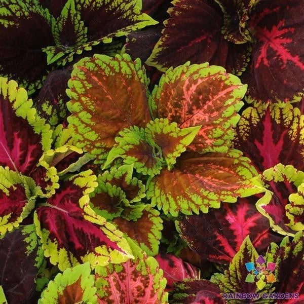 Kong Empire Mix Coleus Seeds - 25+ Pack for Garden Planting - Colorful Foliage, USA Grown