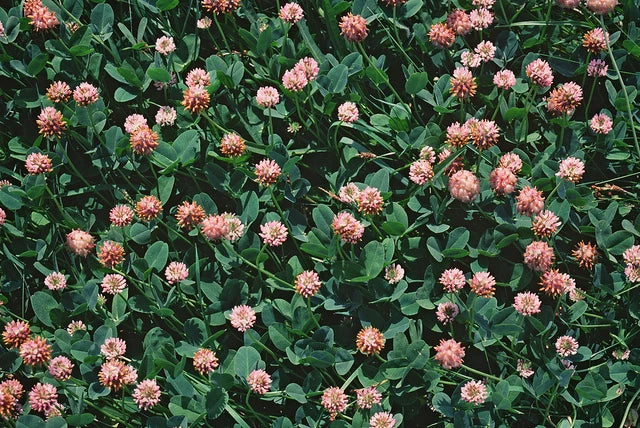 Strawberry Clover Seeds - 250+ Fresh Seeds - Trifolium fragiferum - Ideal for Lawns & Gardens