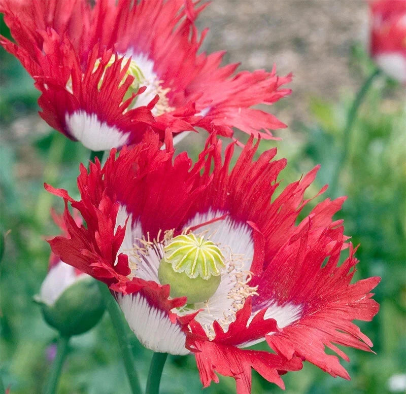Danish Flag Poppy Seeds - 200+ Pack for Garden Planting - Papaver Rhoeas - USA Grown