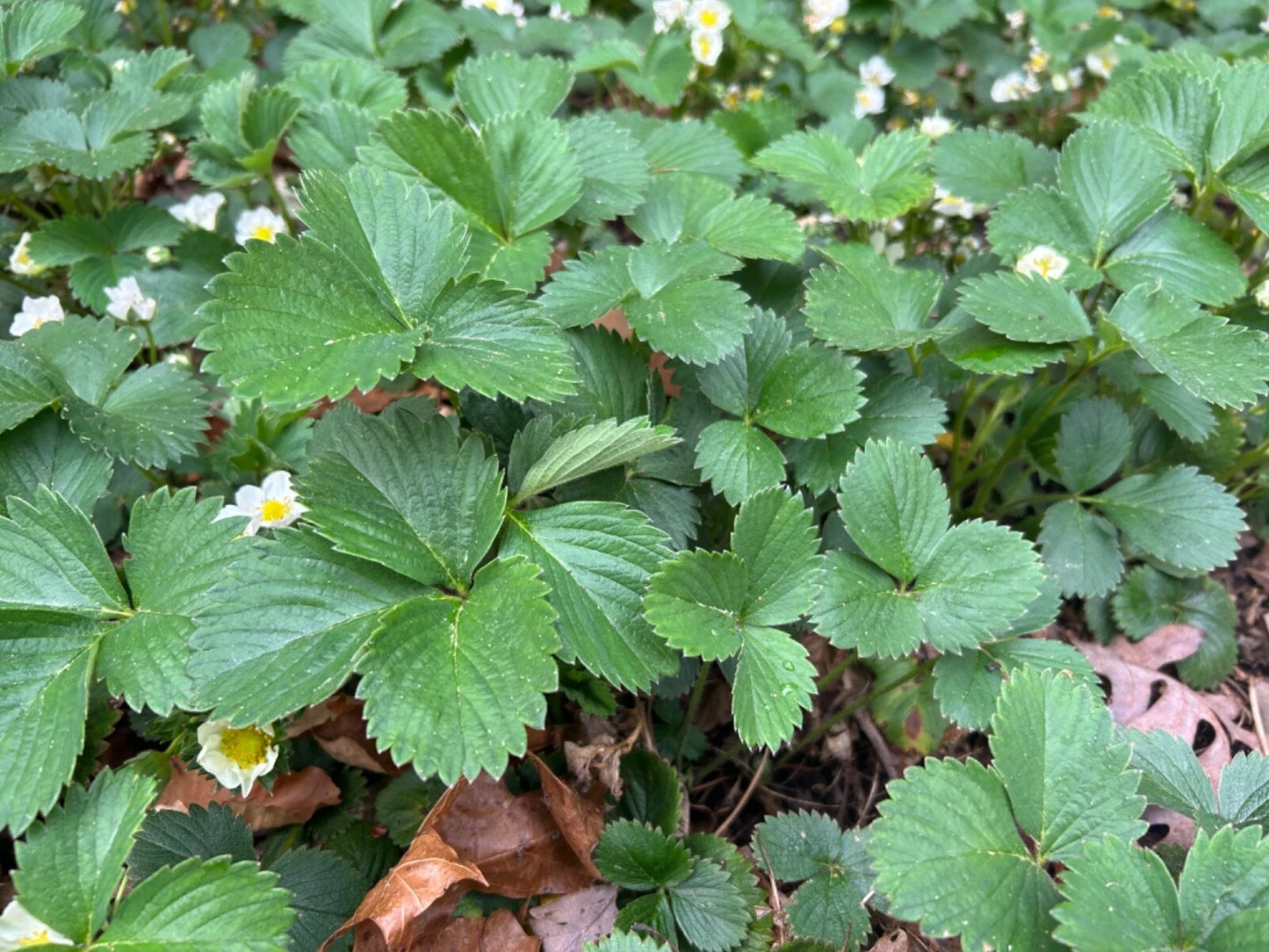 Everbearing Strawberry Plants - 10 Bare Root Live Edible Perennials - Fragaria x ananassa - Organic & Pesticide Free 🍓🌱