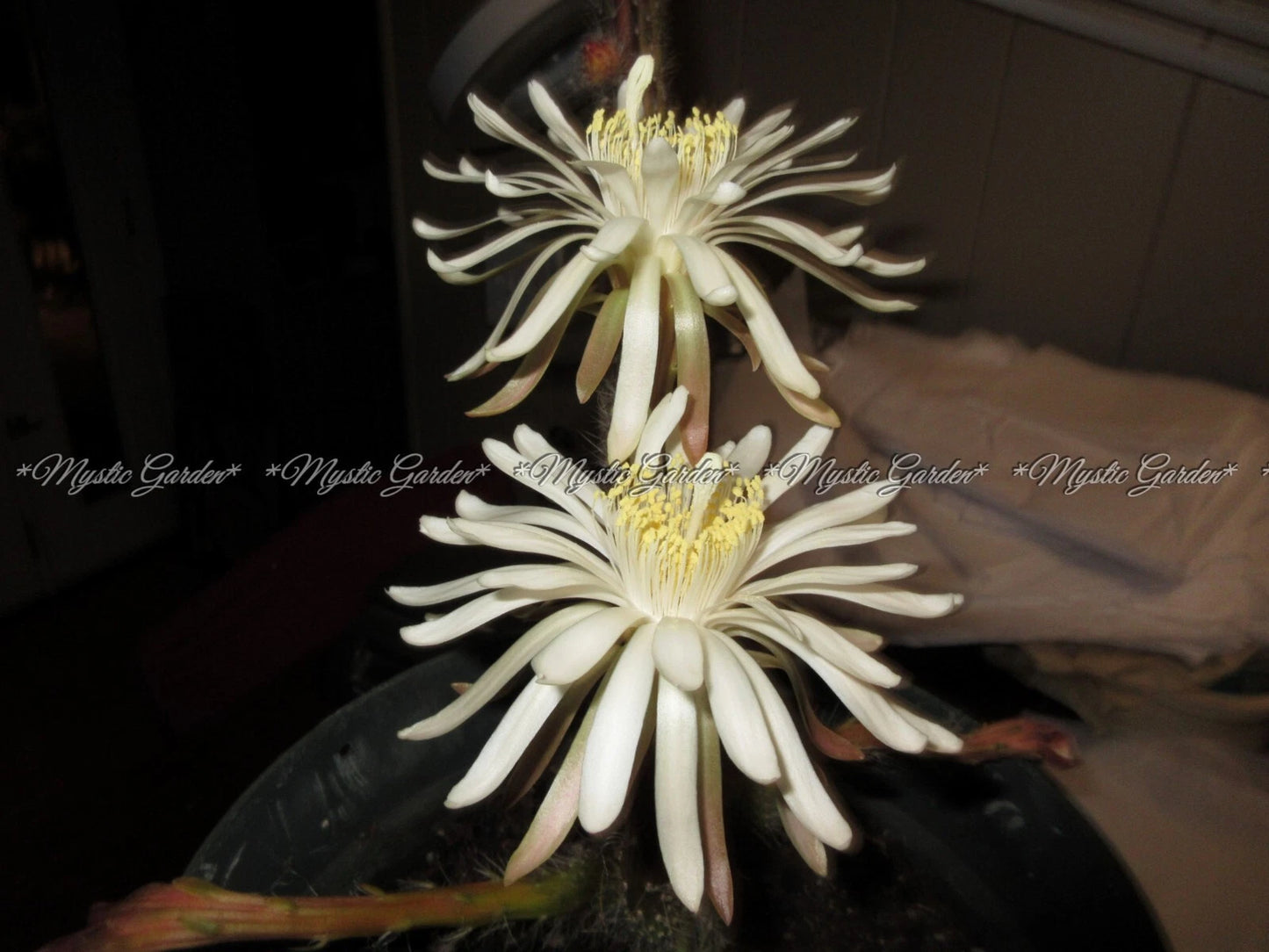Peniocereus greggii Cactus Plant - RARE 4 Rooted Stems - Unique Desert Plant for Home and Garden Decor