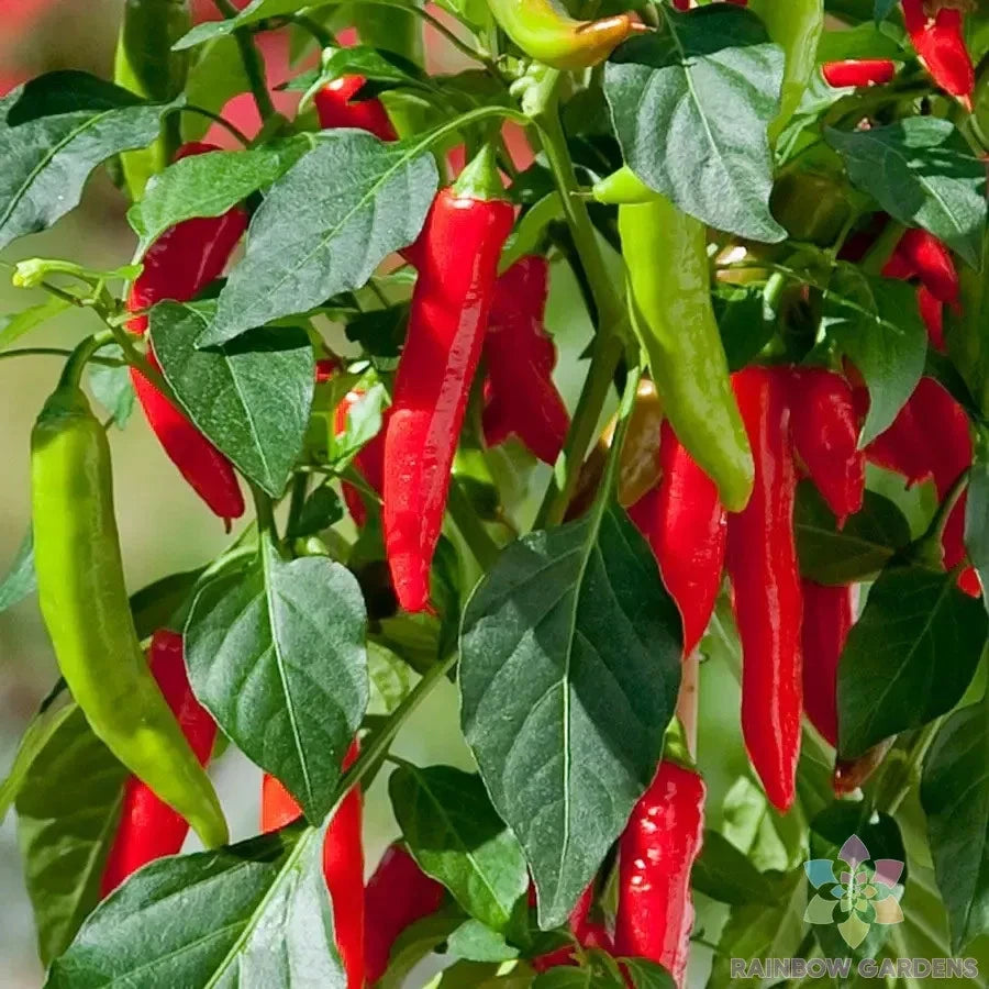 Hot Fajita Pepper Seeds - 25+ Kitchen Minis - Capsicum annuum - USA - Free Shipping