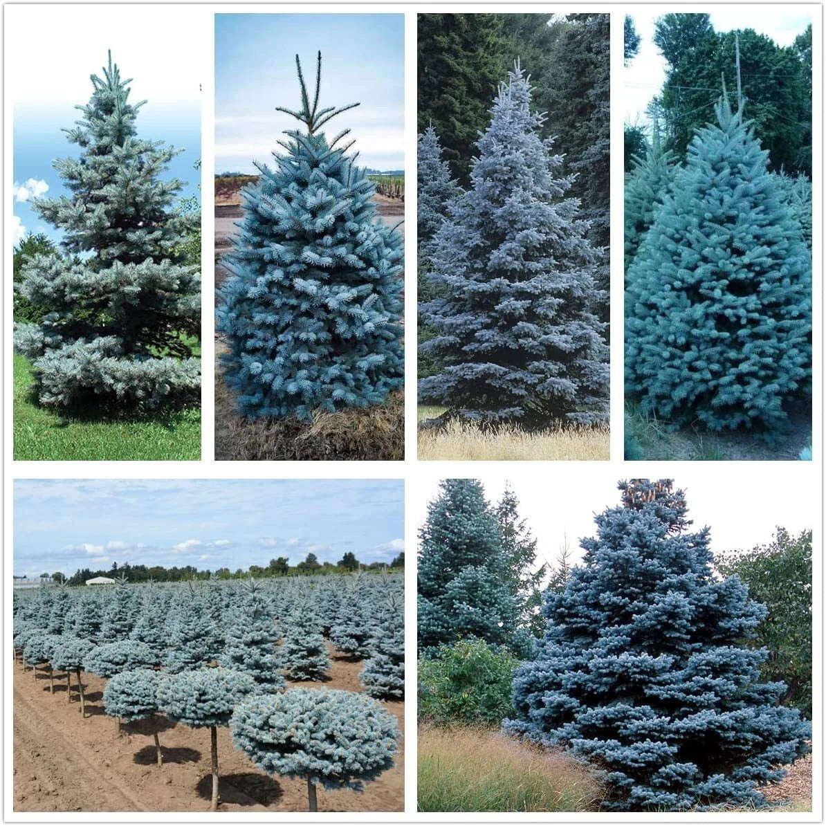 Blue Spruce Seeds | 50 Seeds | Colorado Blue Spruce, Picea pungens, Planting Seeds