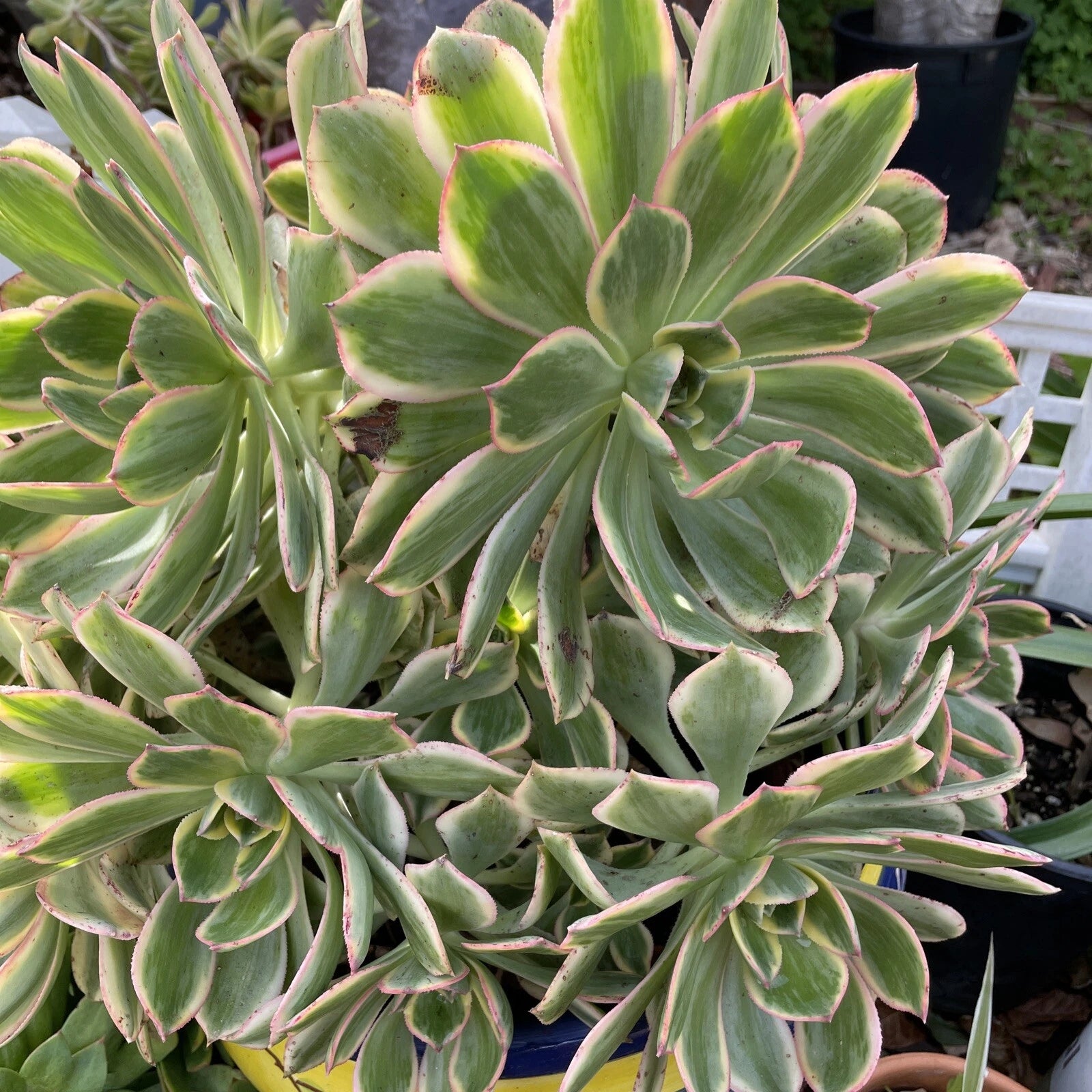 aeonium sunburst succulent Aeonium Sunburst Succulent Cuttings Lot of 2, 4-6” Variegated Green an – Jayme Garden