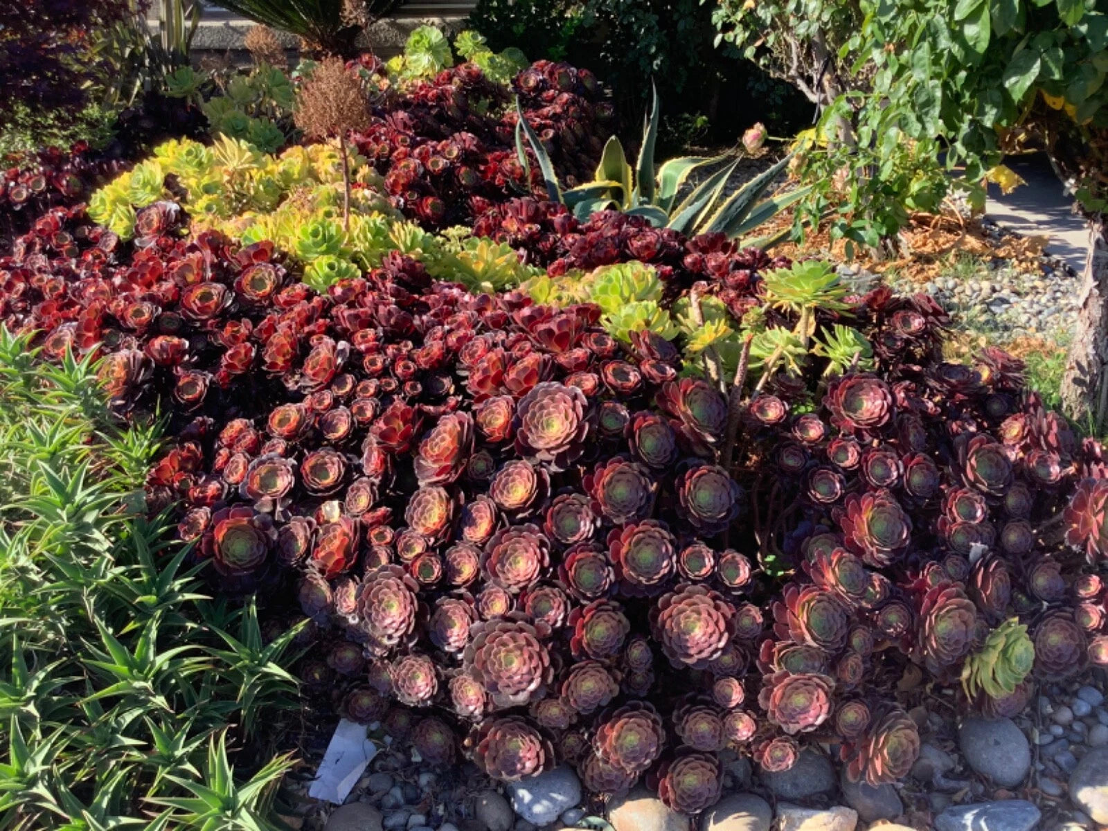 unrooted succulents Large Aeonium Cuttings 6” Wide - Unrooted Succulent Plant Cuttings