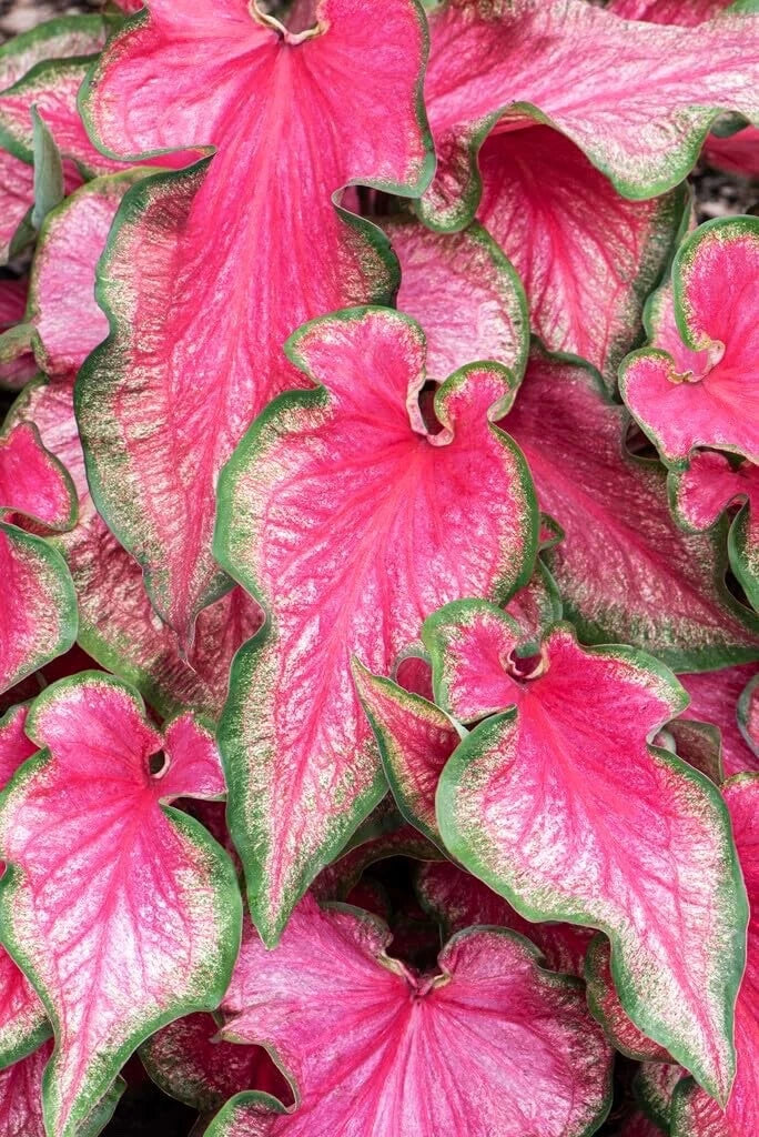 Lava Glow Caladium Bulbs - Perennial Elephant Ears, Fancy Variegated Foliage, Garden Planting