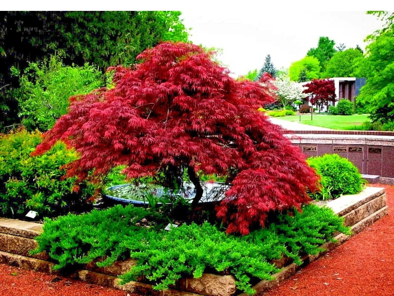 Japanese Red Maple Tree Seeds - 10+ Seeds - Acer Palmatum Atropurpureum - Fall Color Bonsai Variety