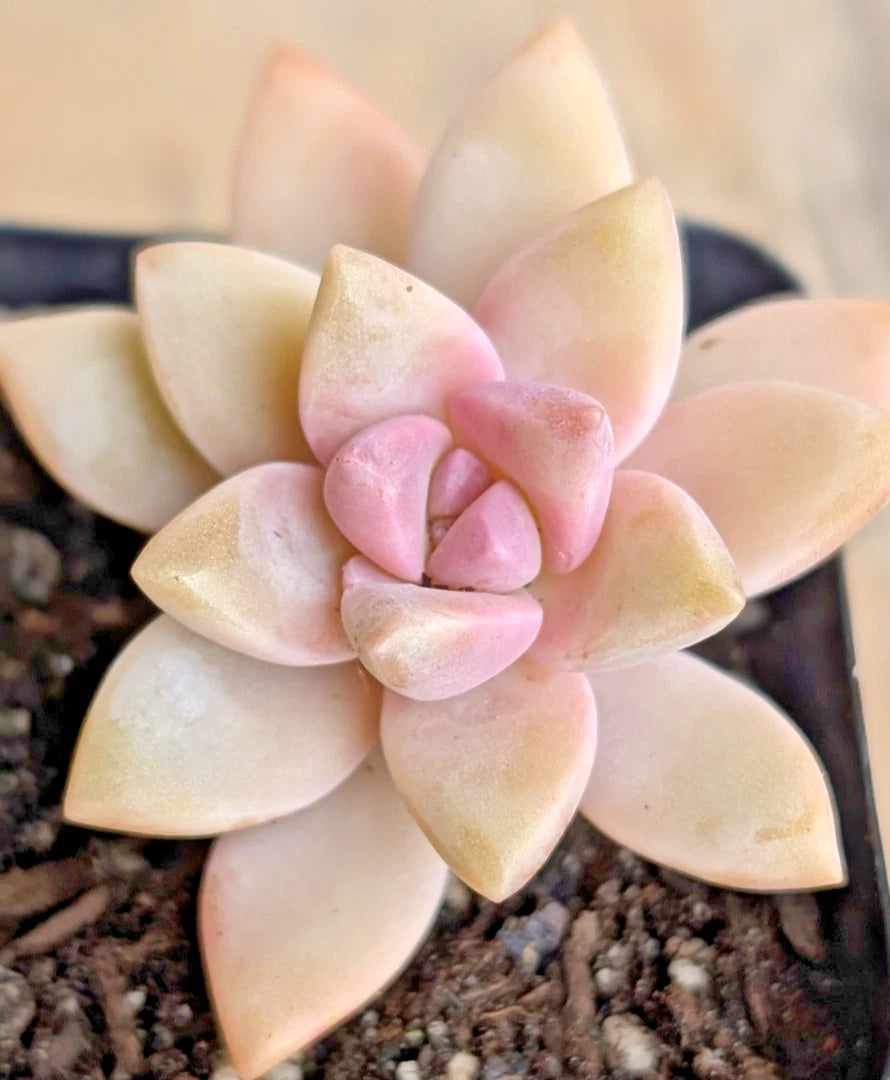 ghost plant succulent indoor Ghost Plant - 2" Potted Pink Graptopetalum paraguayense