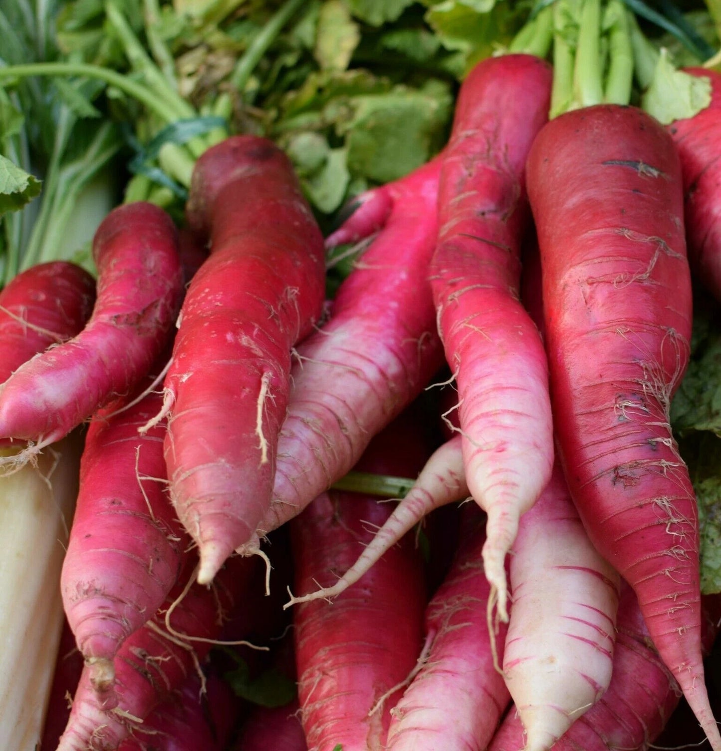 China Rose Radish Seeds, NON-GMO, Kaiware Winter Radish, Free Shipping, Raphanus sativus