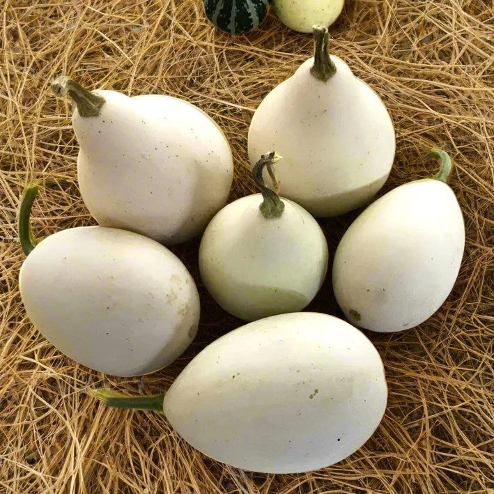 garden egg seeds Ozark Nest Egg Gourd Seeds - Ornamental Dragon Eggs Variety for 2025  Planting