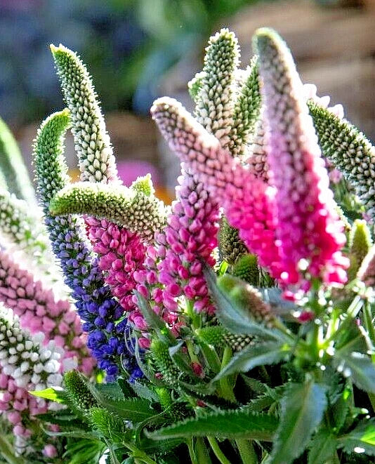 Veronica Llongifolia Seeds, 162 Count, Blue & Pink Long Leaf Speedwell –  Jayme Garden