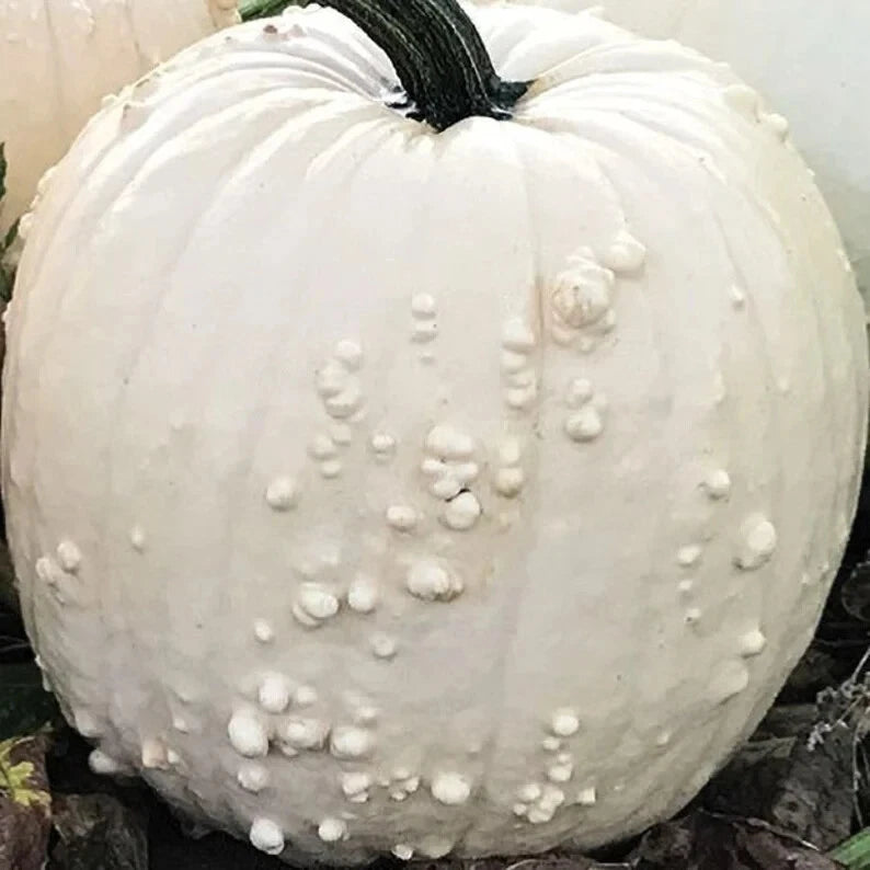 White Specter Pumpkin Seeds - 10 Organic Seeds - USA Grown - Heirloom Variety - Perfect for Fall Gardens