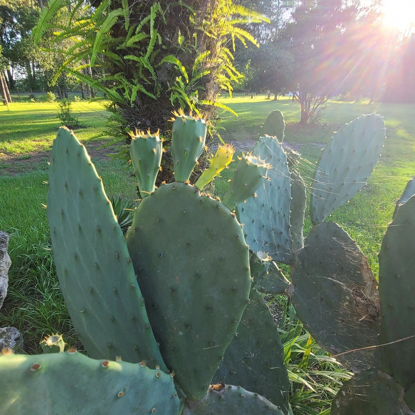 Large Eastern Prickly Pear Cactus Pads, Cold Hardy, Opuntia Humifusa, 3 Non-Rooted Pads, Low Water, Easy Grow