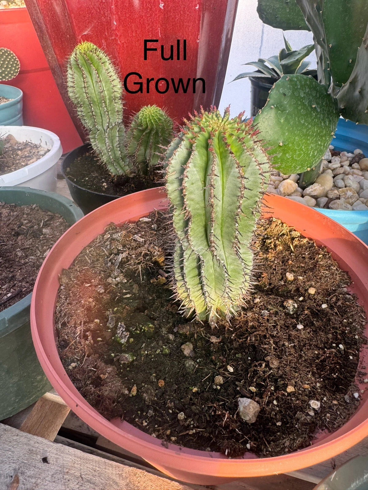 African Milk Barrel Plant - Fast Growing Rooted Starts - Euphorbia Polygona Haw - Unique Succulent for Home & Garden