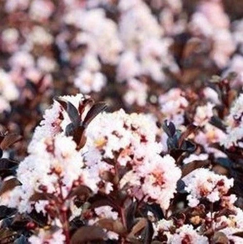 Blush Cape Myrtle Seeds - 20 Perennial Flower Seeds - Lagerstroemia indica - US Seller