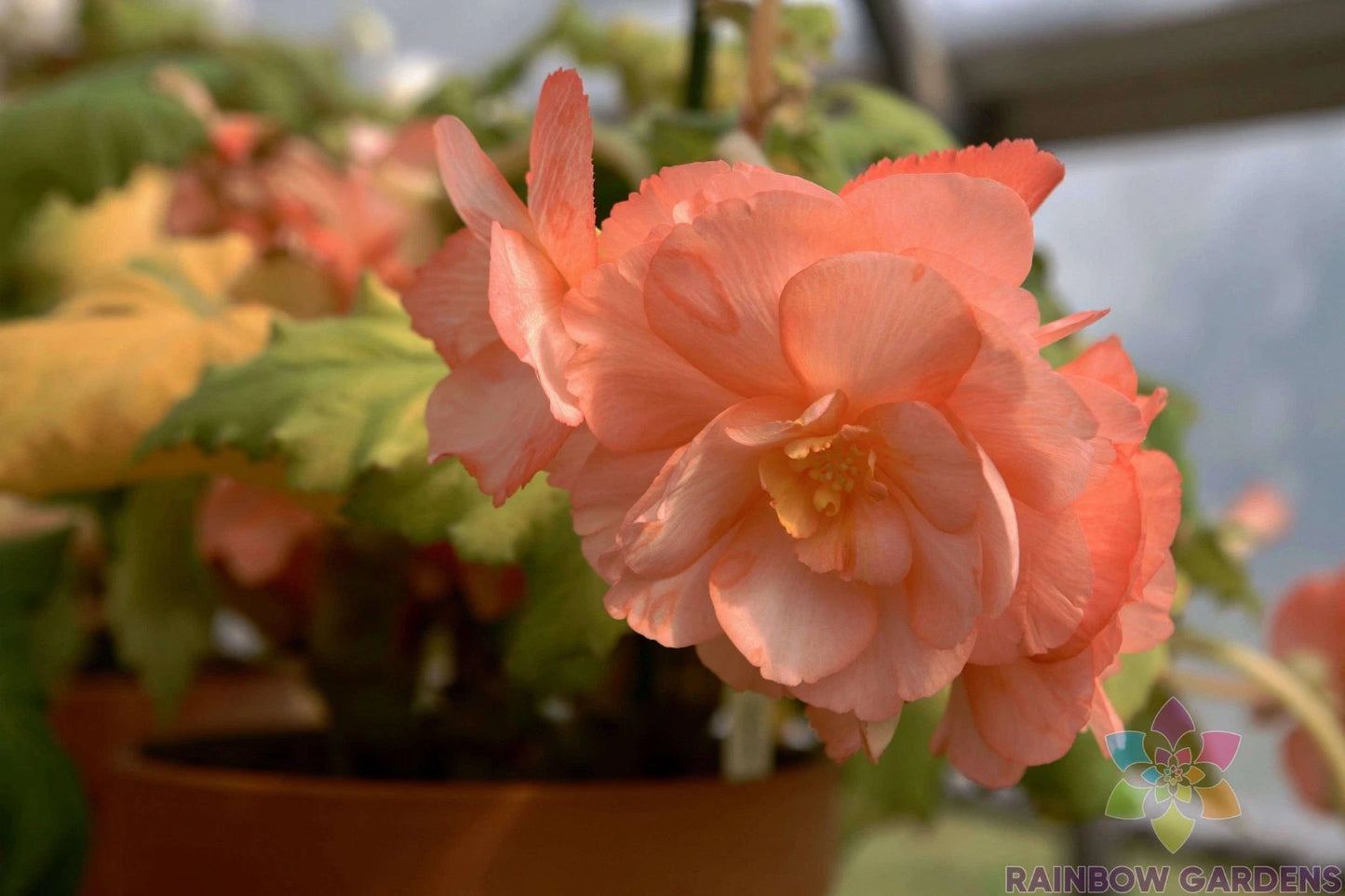 25+ Pink Pearcei Begonia Seeds for Garden Planting - Begonia pearcei - USA Grown, High Germination Rate
