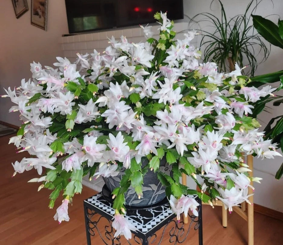 is christmas cactus an indoor plant White Christmas Cactus Live Plants 3" Pot 5-6" Tall Schlumbergera Holi – Jayme Garden