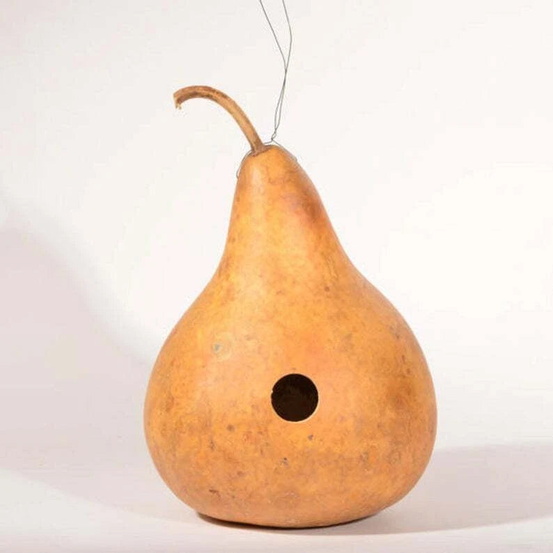 Gourd Seeds - Martinhouse Variety - Fresh Seed for Planting - Cucurbita pepo