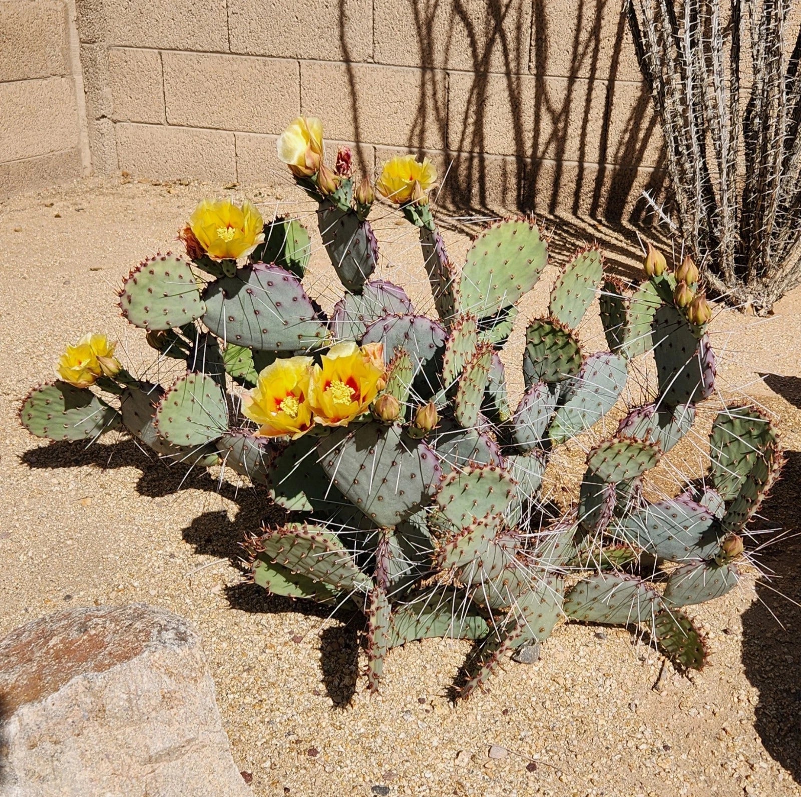 Live Cactus Cutting Pad - Opuntia Macrocentra Black Spine Prickly Pear