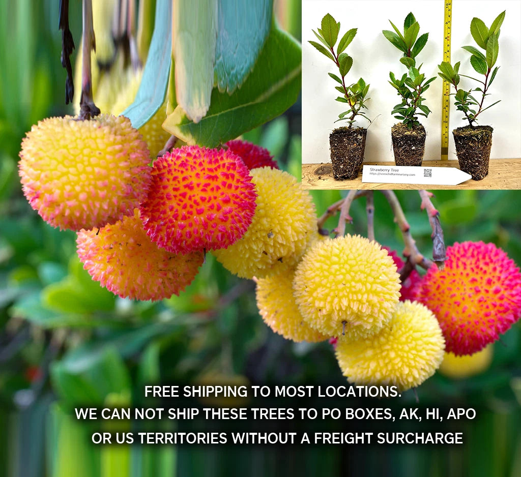 Compact Strawberry Tree Specimen - Shrub, Evergreen, Red Fruit, Arbutus unedo 'Compacta'