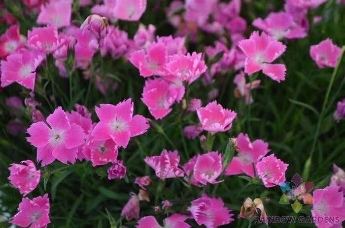 Kahori Pink Carnation Seeds - 200+ Pack for Garden Planting - Dianthus caryophyllus - USA Grown