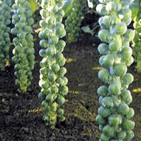 Brussel Sprout Seeds, 500 Heirloom Non-GMO Seeds, Long Island Variety, Brassica oleracea