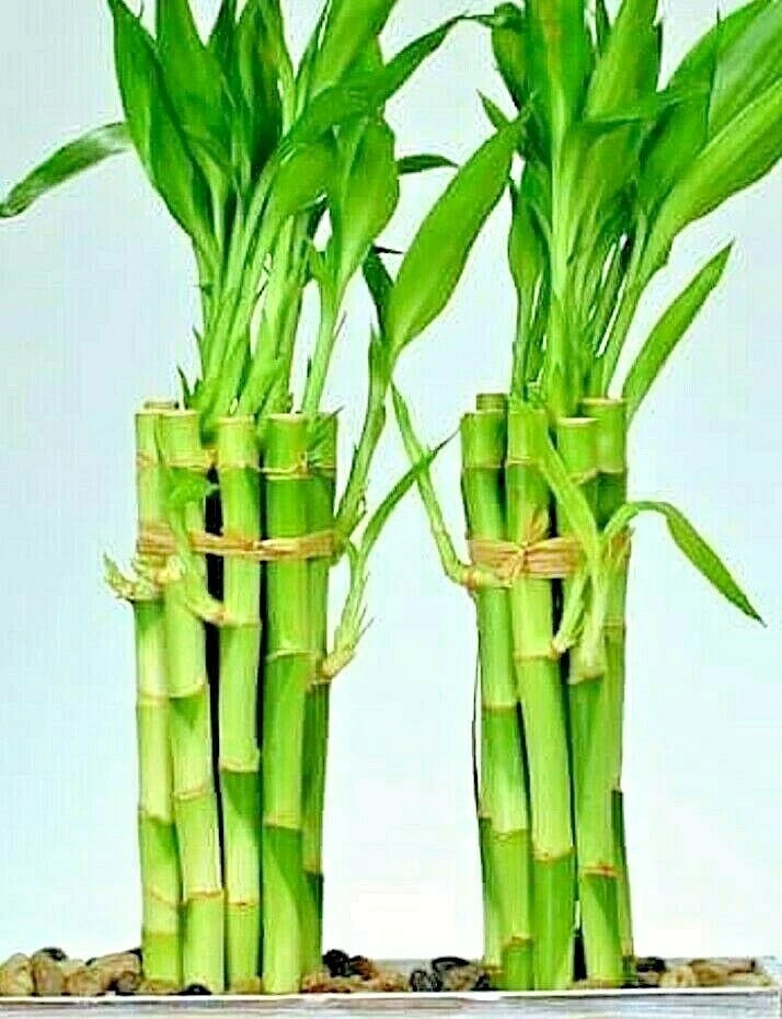 Lucky Bamboo Plant - 8" Long, 6 Stalks, Easy Care Indoor Water Plant, Feng Shui Decor, Dracaena sanderiana