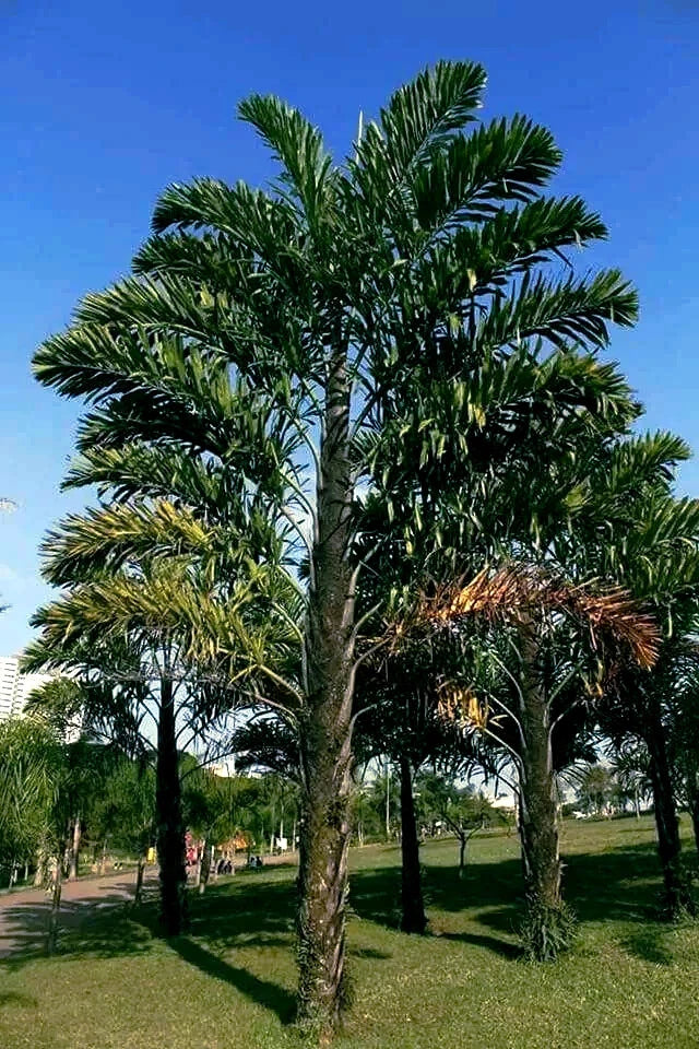 Fishtail Palm Tree Seeds