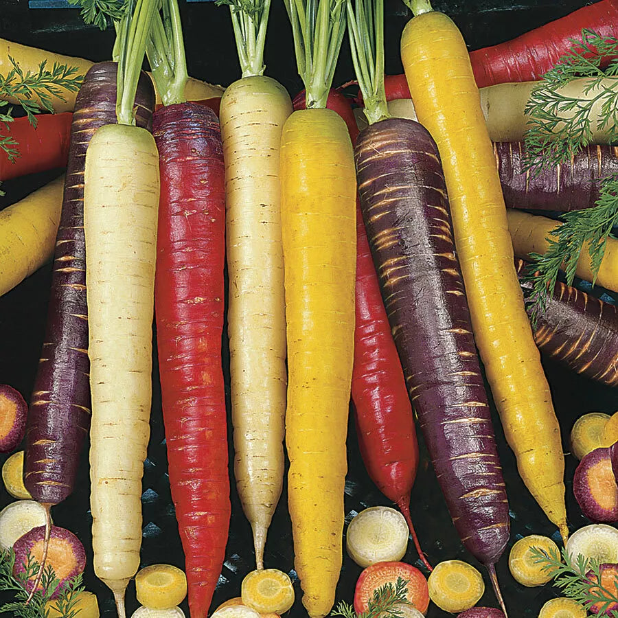 Carrot Seeds - 130 Count Rainbow Blend Purple Red White Yellow - Daucus carota - Heirloom Vegetable Garden Seeds