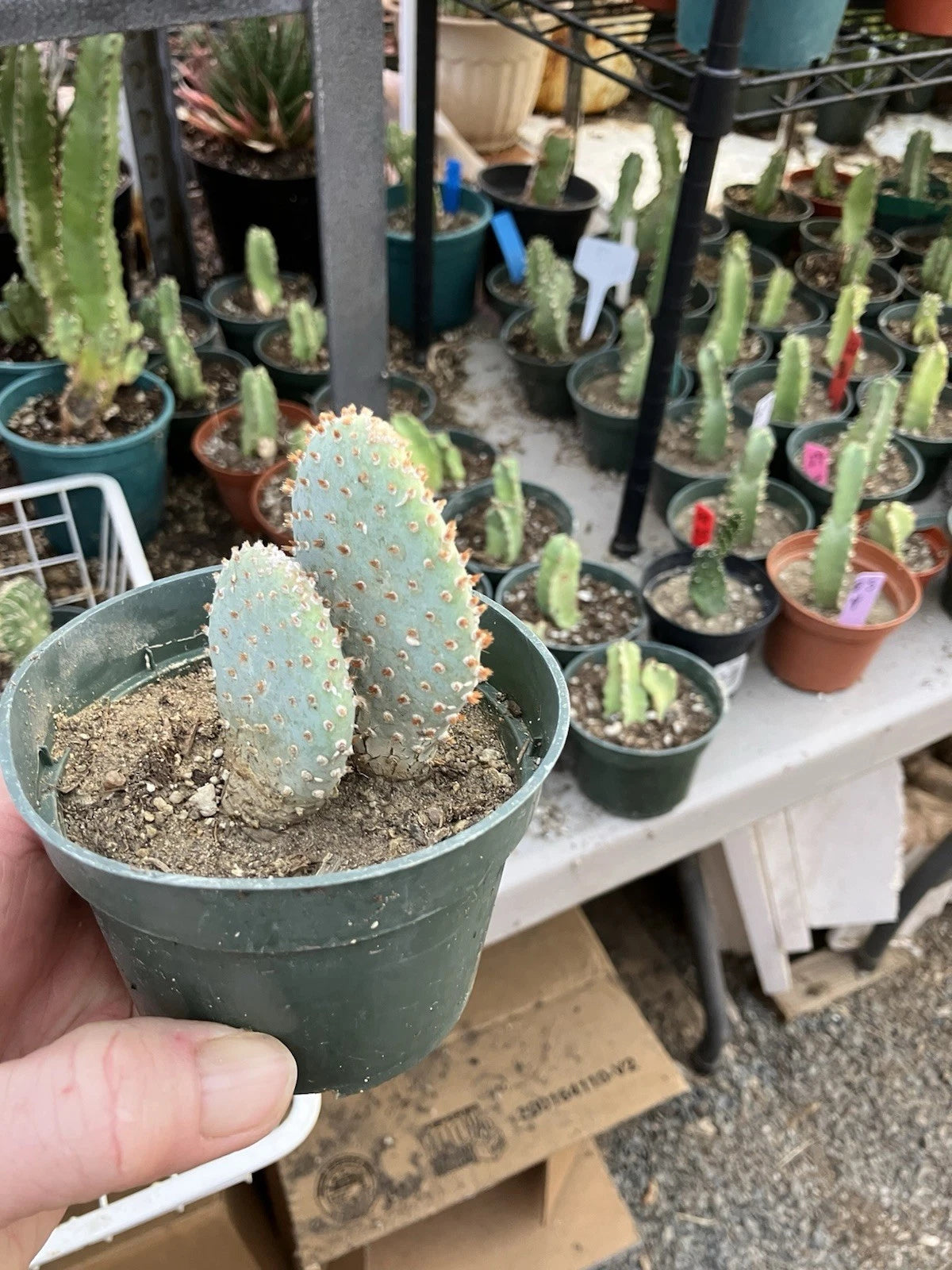 Beavertail Cactus 4" Opuntia basilaris - Drought-Tolerant Succulent Plant for Indoor or Outdoor Gardens