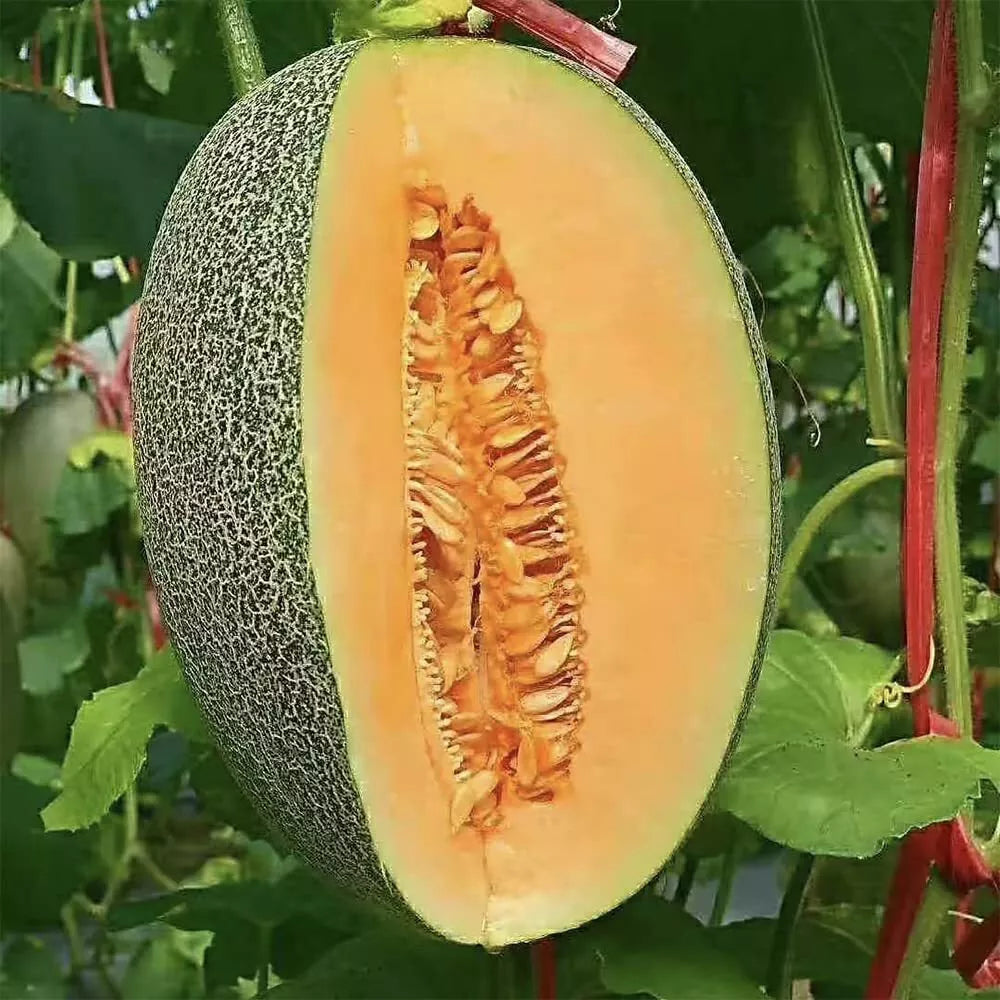 Cantaloupe Seeds 200+ Pack Non-GMO Vine Fruit Seeds Cucumis melo for Home Garden