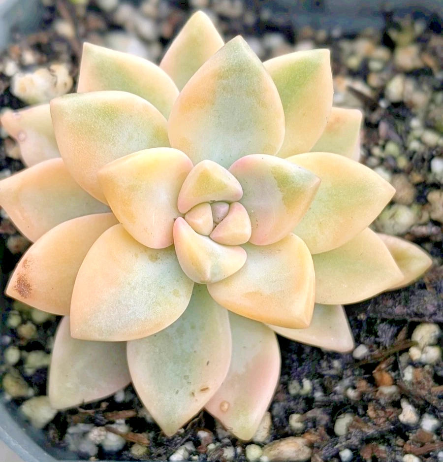 succulents variegated leaves Graptopetalum Paraguayense 'Jester' - 2" Potted Succulent Plant