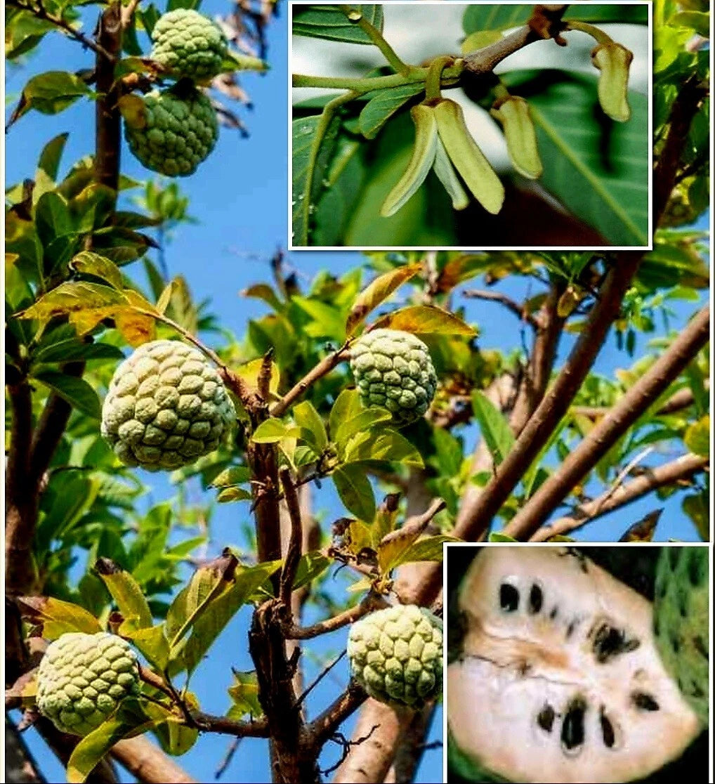 Cherimoya Seeds - 10 Pack Custard Apple (Annona cherimola) Sugar Apple, Sweetsop Seeds for Planting