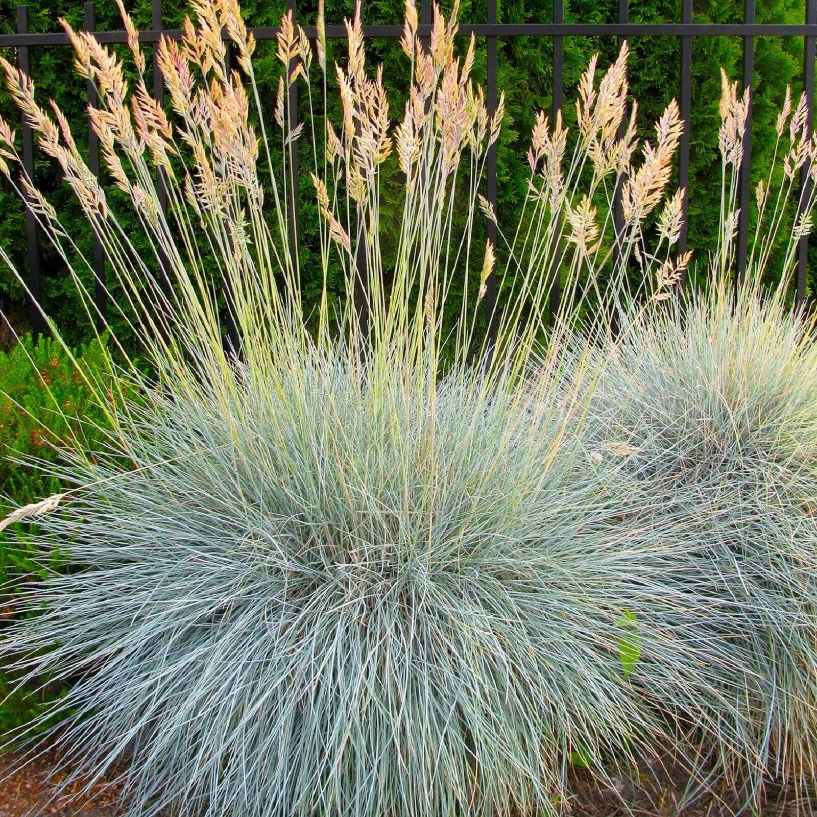Blue Fescue Grass Seeds 300+ Seeds - Festuca glauca - Drought-Tolerant