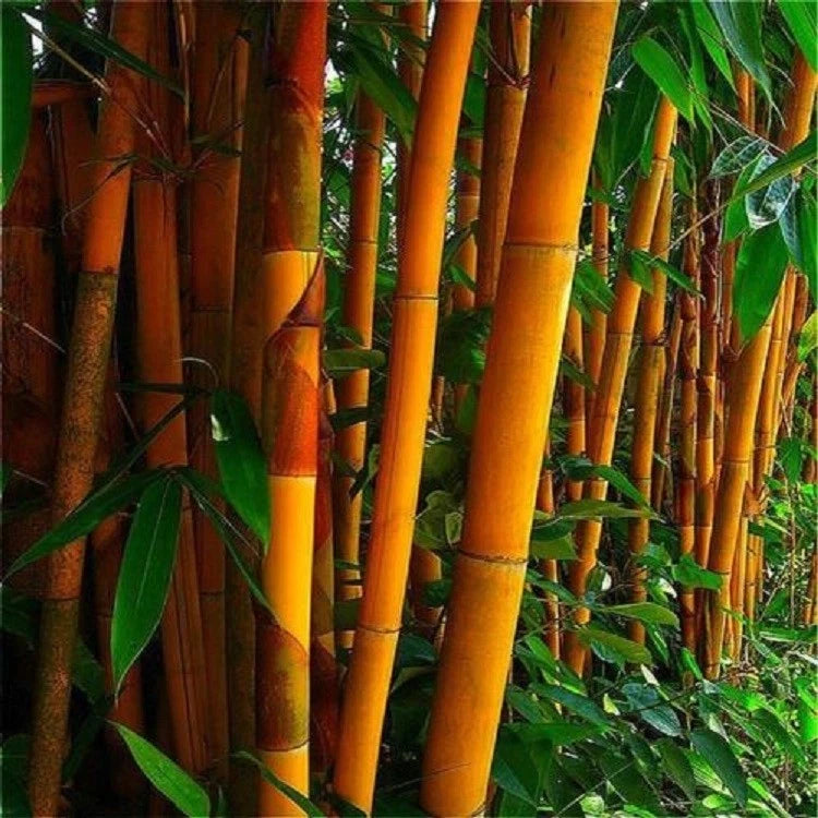 50 Orange Bamboo Seeds - Clumping Exotic Privacy Screen - Perfect for Garden - US Seller