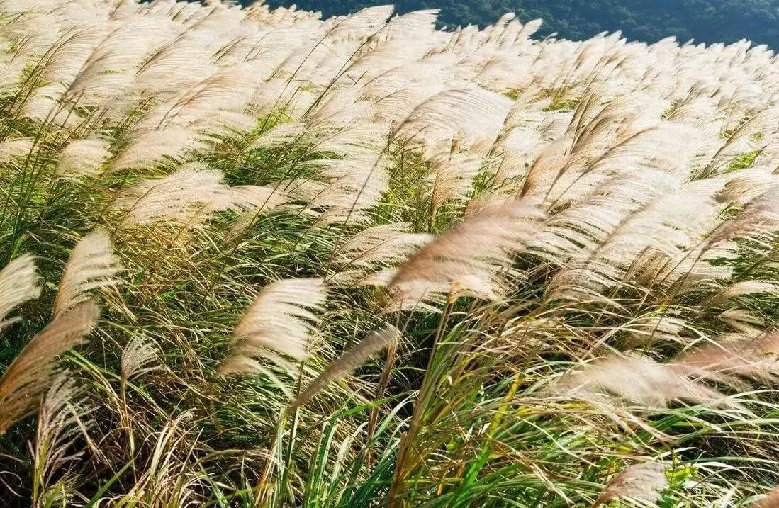 Chinese Silvergrass Seeds - 200+ Seeds for Planting - Ornamental Grass, Miscanthus sinensis