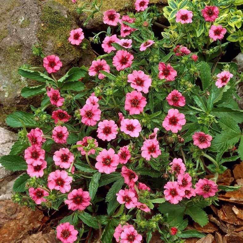 Potentilla Miss Wilmott Seeds - 5000 Seeds - Bright Pink Flowers