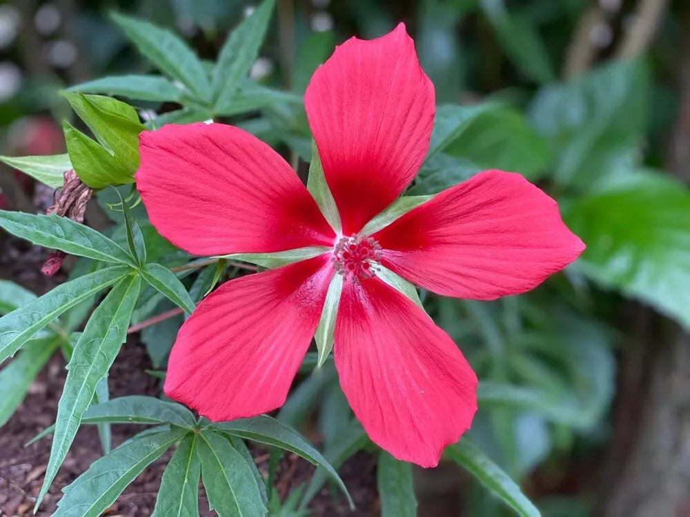 planting texas star hibiscus seeds Texas Star Hibiscus Seeds 50 Count Red Flowering