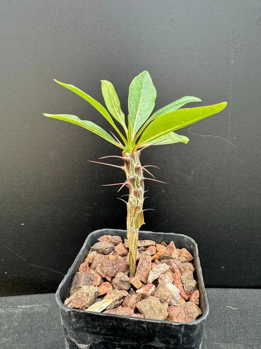 ocotillo succulent Ocotillo Plant in 2" Pot - Rare Succulent, Well-Rooted