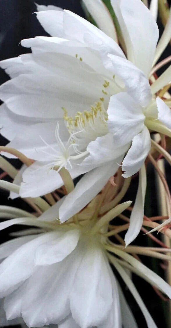 night blooming succulent Epiphyllum Oxypetalum Plant - Queen of the Night