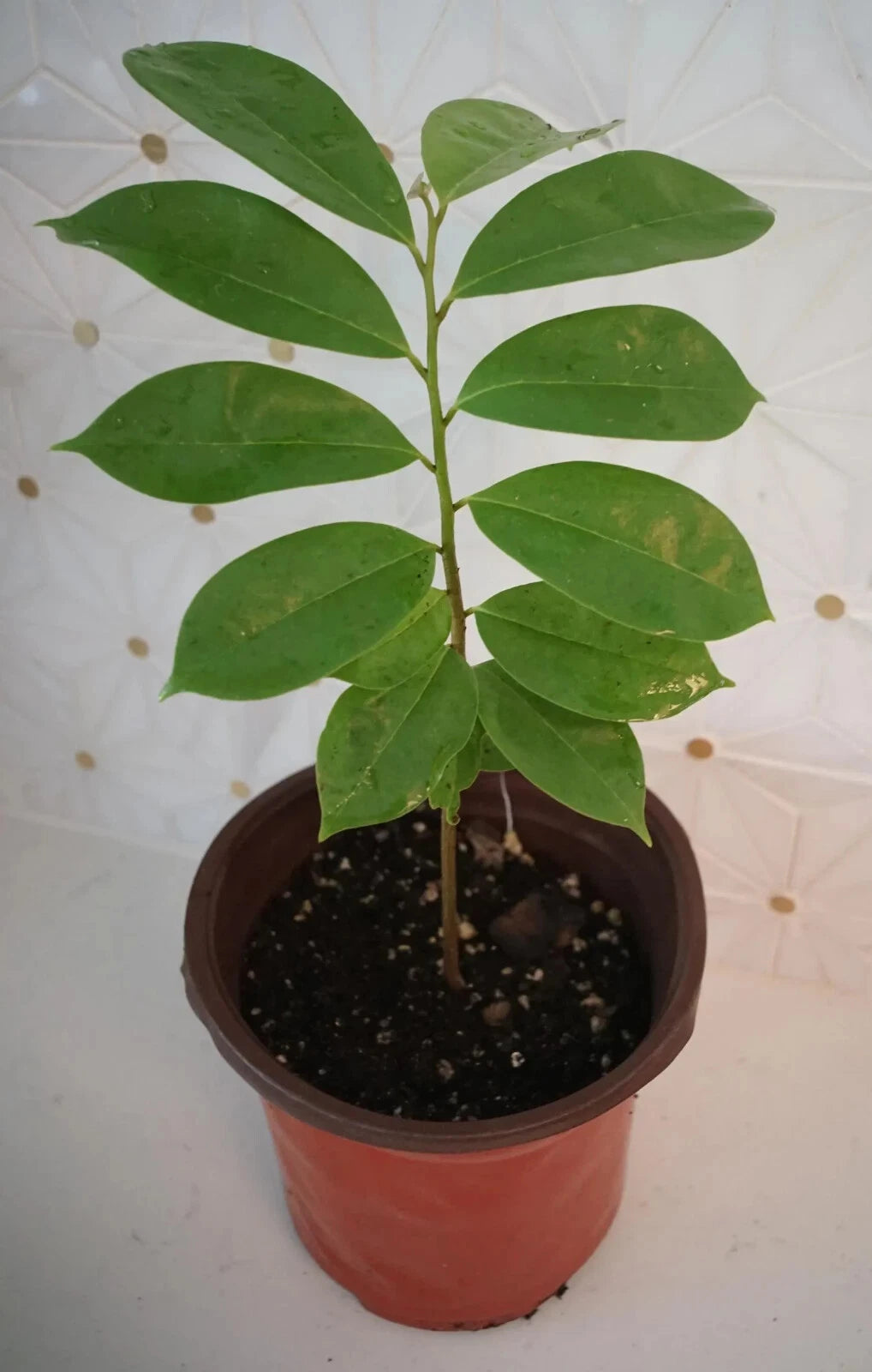Soursop Tree 5" Pot Guanábana Tropical Fruit Tree Annona muricata